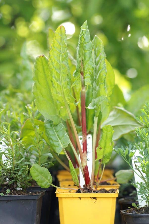 Sauerampfer französich - Rumex acetosa / Polygonaceae kaufen ...