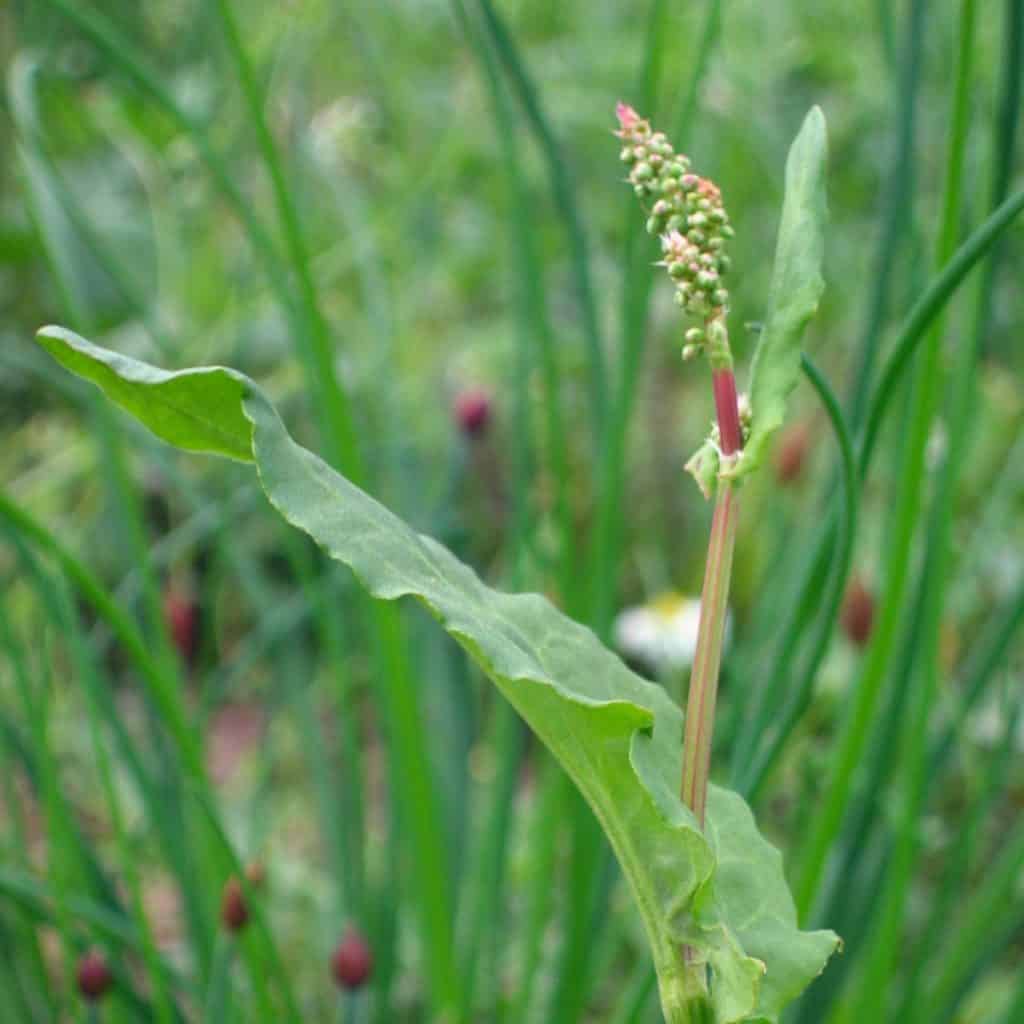 Bio Sauerampfer wild im Topf online kaufen kaufen | Naturkräutergarten