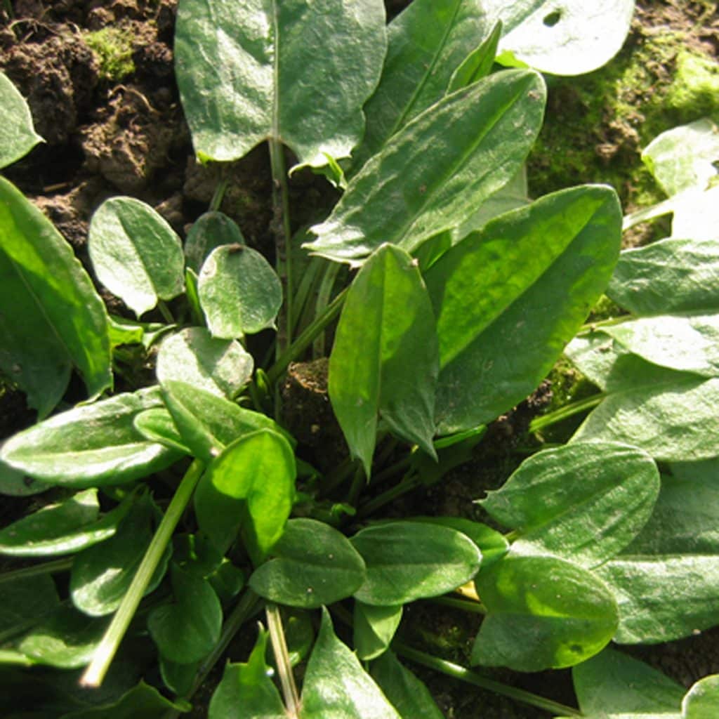 Bio Sauerampfer wild im Topf online kaufen kaufen | Naturkräutergarten