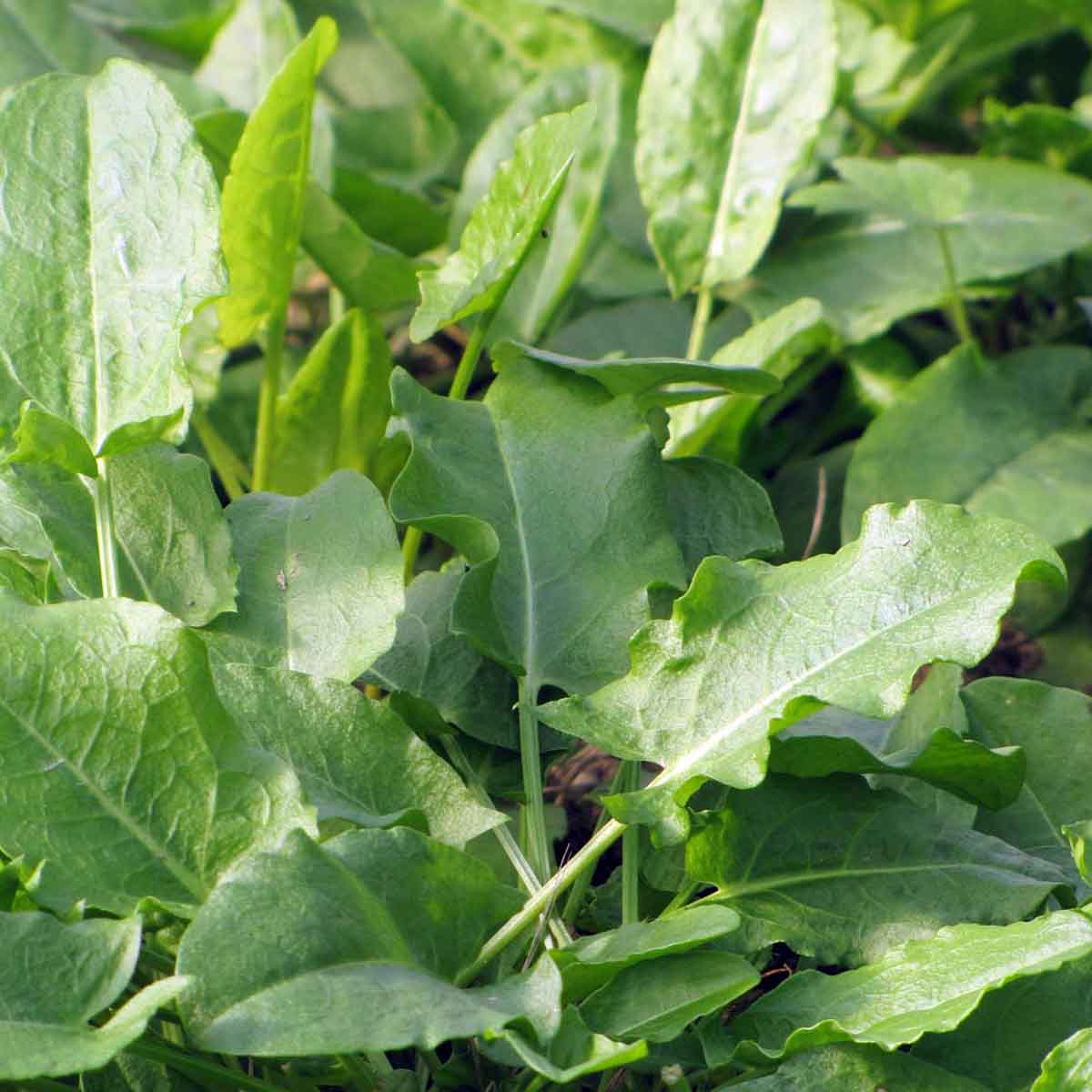 Bio Sauerampfer wild im Topf online kaufen kaufen | Naturkräutergarten