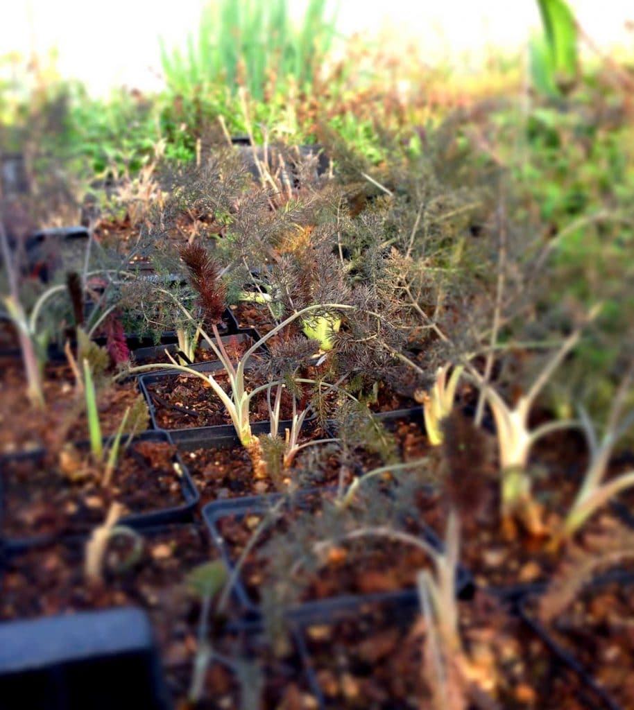 Bronzefenchel Foeniculum vulgare v. rubrum / Apiaceae kaufen
