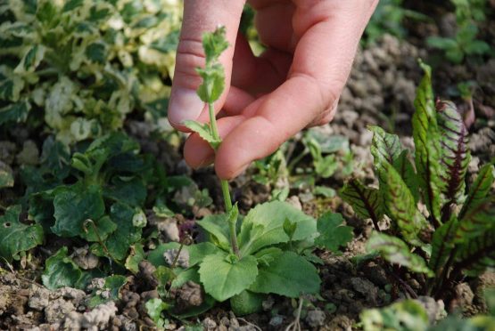 Samen Felsenblümchen Bio