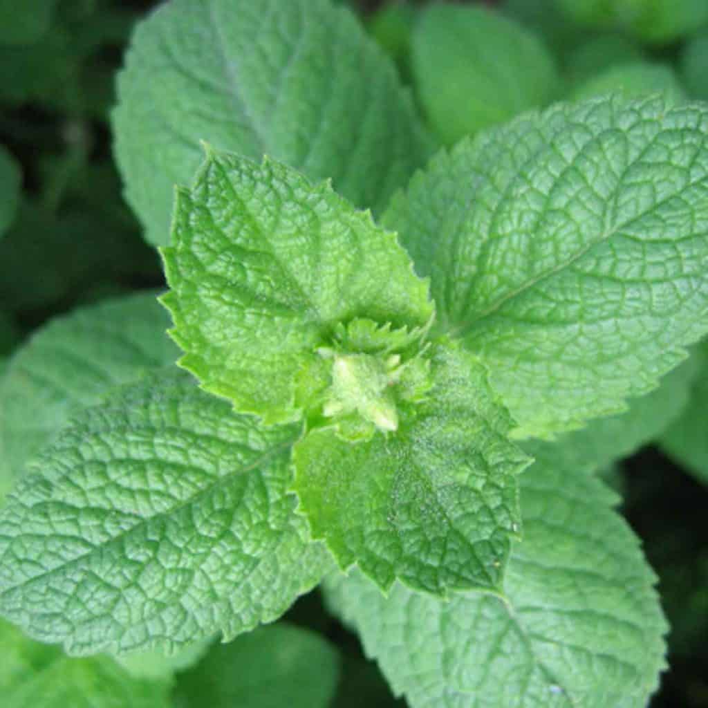 Bio Apfelminze Pflanze online kaufen kaufen Naturkräutergarten