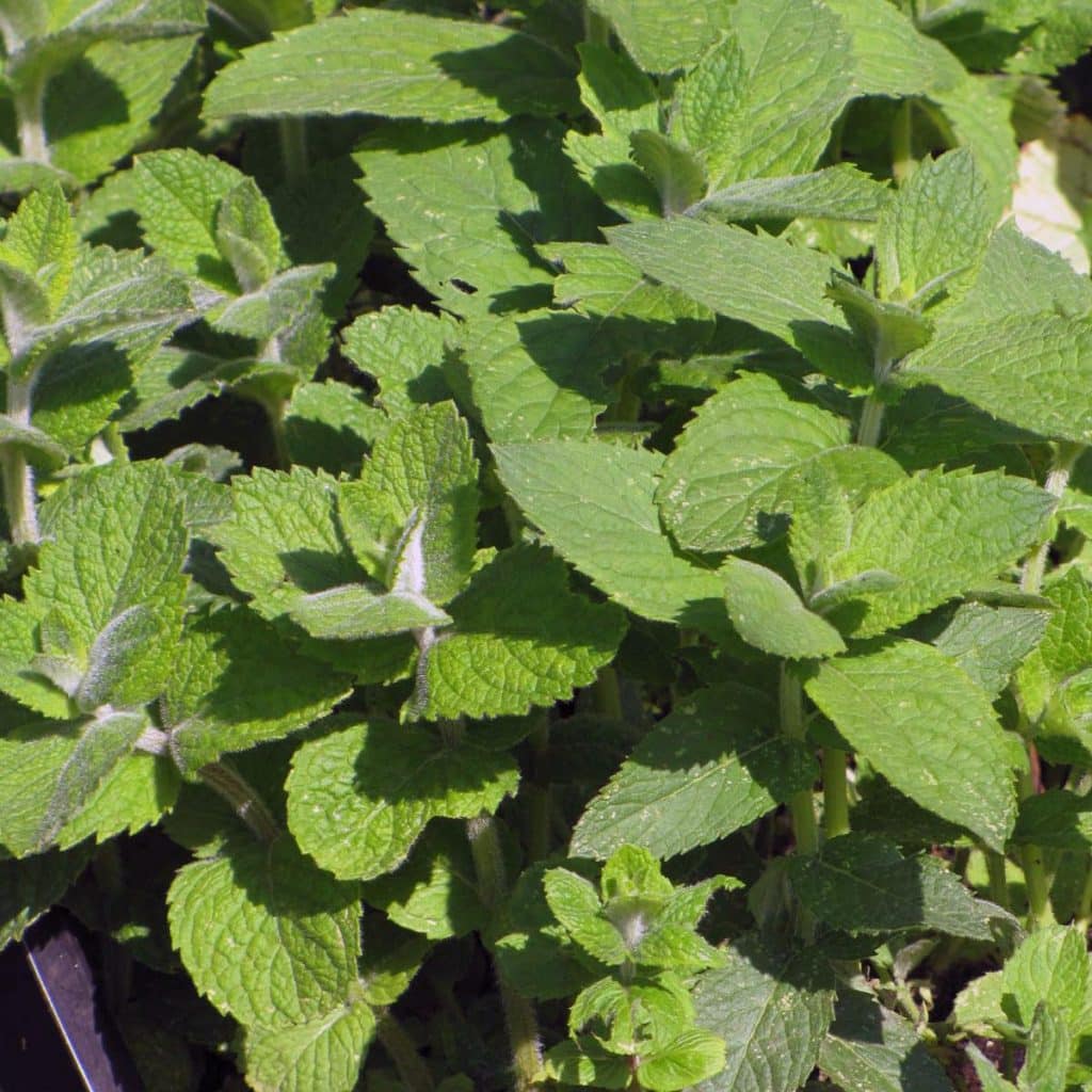 Bio Apfelminze Pflanze online kaufen kaufen Naturkräutergarten