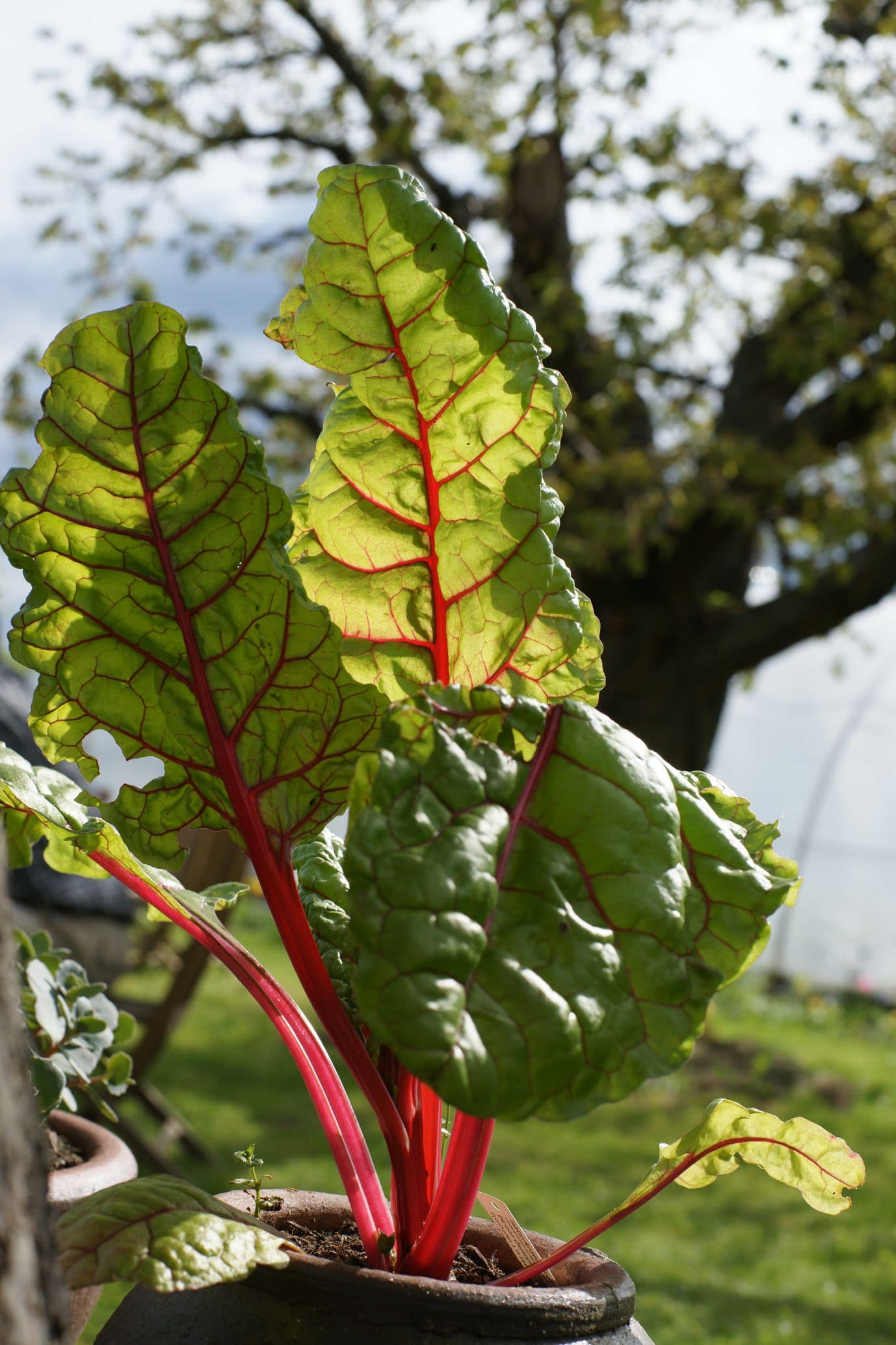 Bunter Mangold - Beta vulgaris / Amaranthaceae