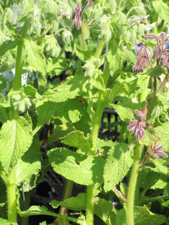 Boretsch Pflanze Bio – Bild 2