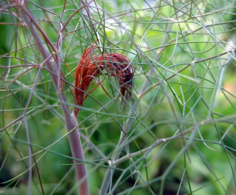 Bronzefenchel Foeniculum vulgare v. rubrum / Apiaceae kaufen
