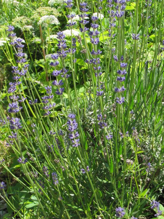 Lavendel Bio Pflanze ganz jung – Bild 7