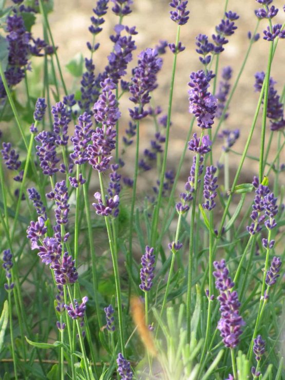 Lavendel Bio Pflanze ganz jung – Bild 3