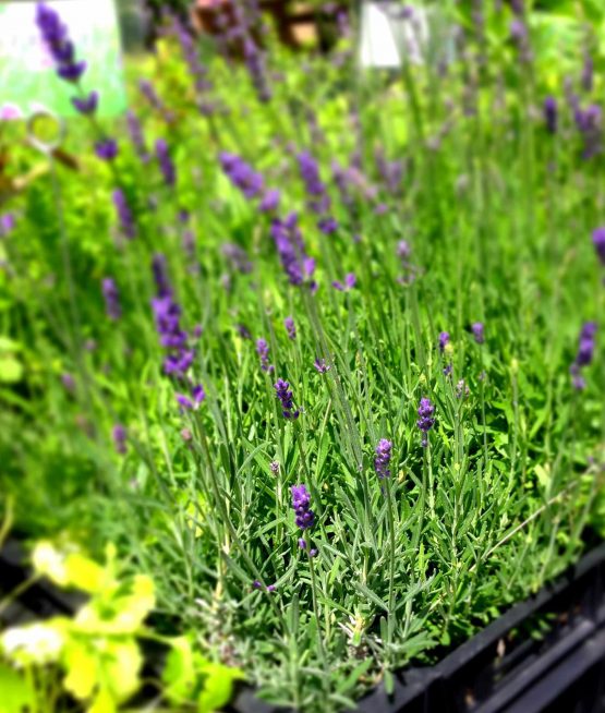Lavendel Bio Pflanze ganz jung – Bild 8