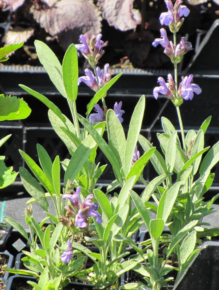 Bio Lavendelsalbei Salvia lavandulifolia / Lamiaceae kaufen