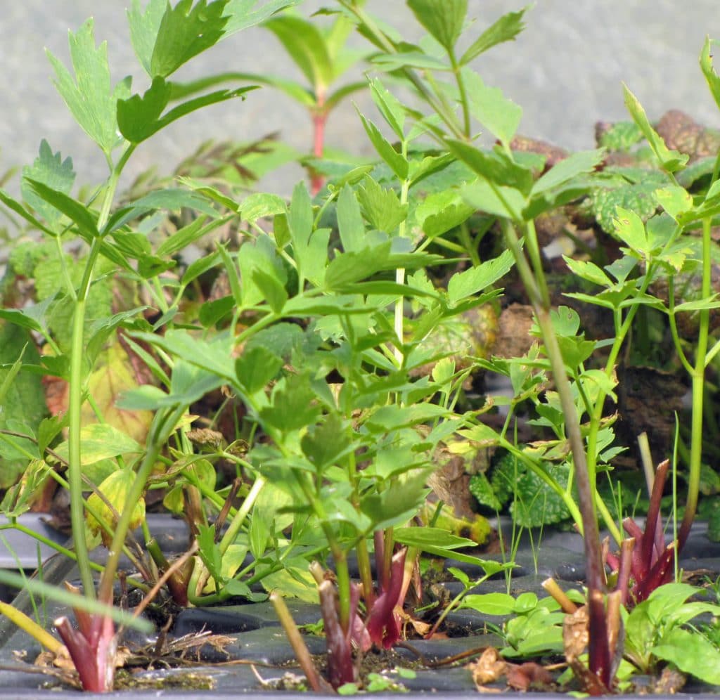 Bio Liebstöckel Pflanze online kaufen kaufen Naturkräutergarten