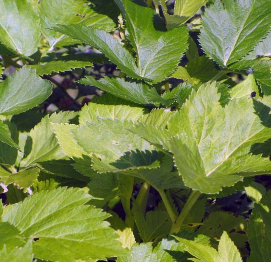 Meisterwurz Bio  Pflanze – Bild 4