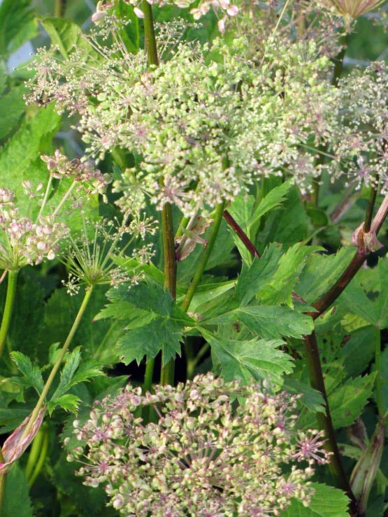 Meisterwurz Bio  Pflanze – Bild 5
