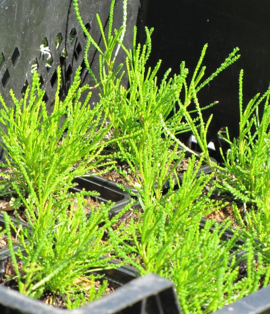 2x Olivenkraut Pflanzen Santolina Viridis - Nachhaltiger Anbau Für Garten & Balkon