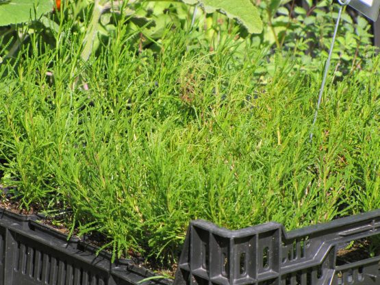 Olivenkraut Bio Pflanze – Bild 6