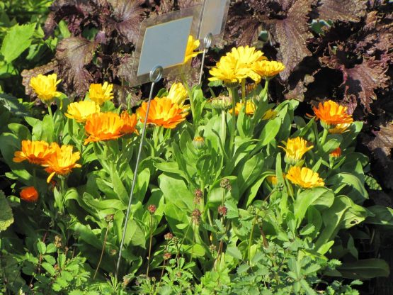 Samen Ringelblume Bio – Bild 7