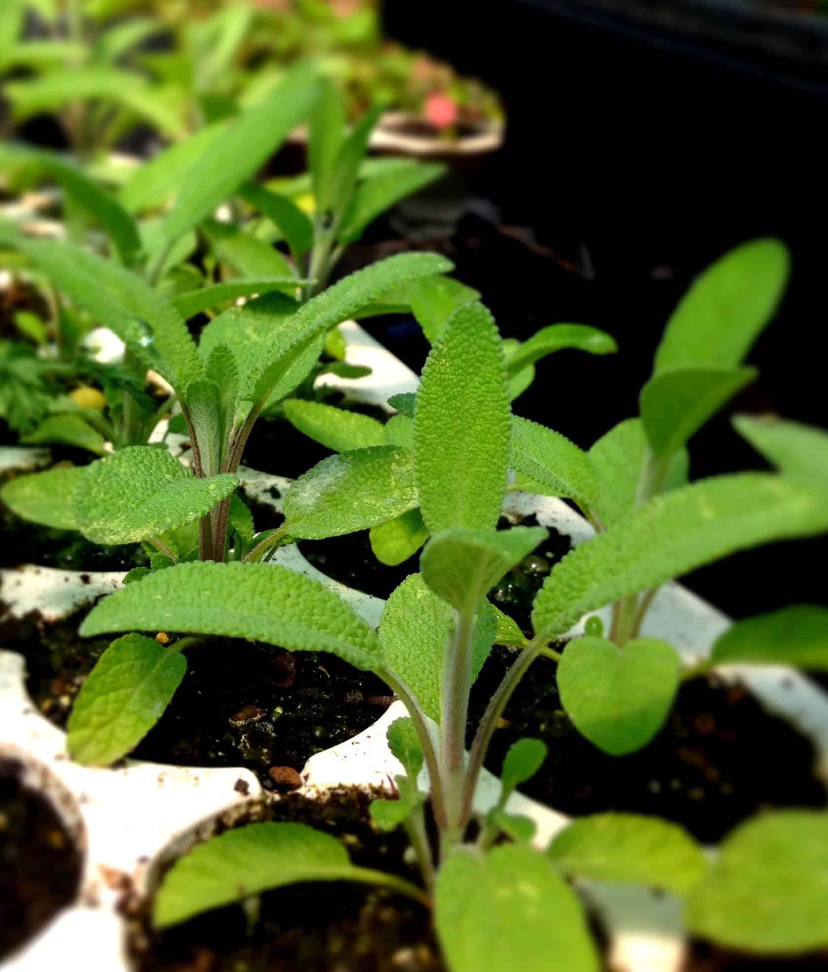 Bio Dalmatinischer Salbei Salvia officinalis ssp. major kaufen