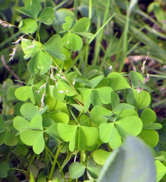 Sauerklee aufrecht Bio Pflanze – Bild 2
