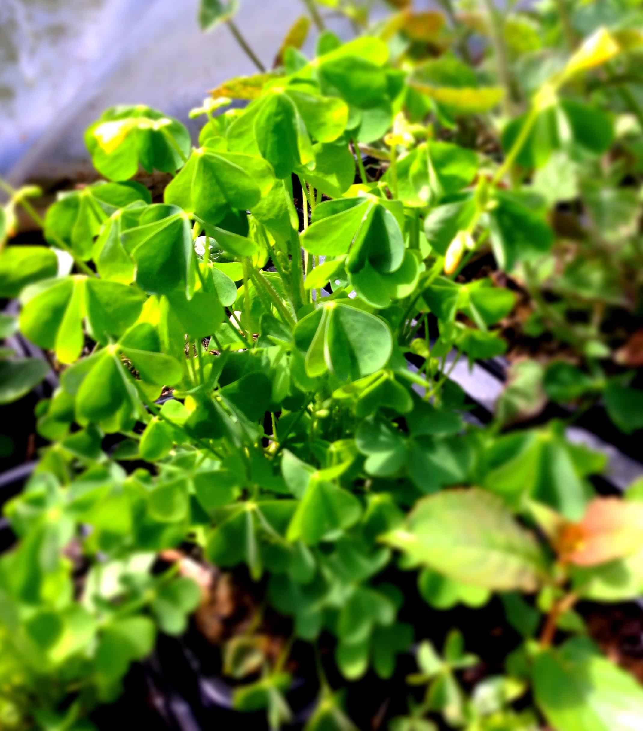 Bio Aufrechter Sauerklee - Oxalis stricta | Naturkräutergarten