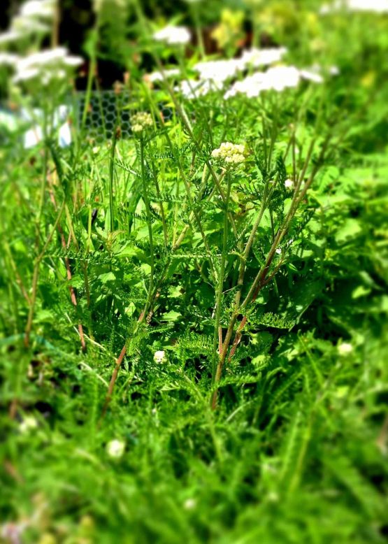 Schafgarbe wild Bio Pflanze – Bild 6