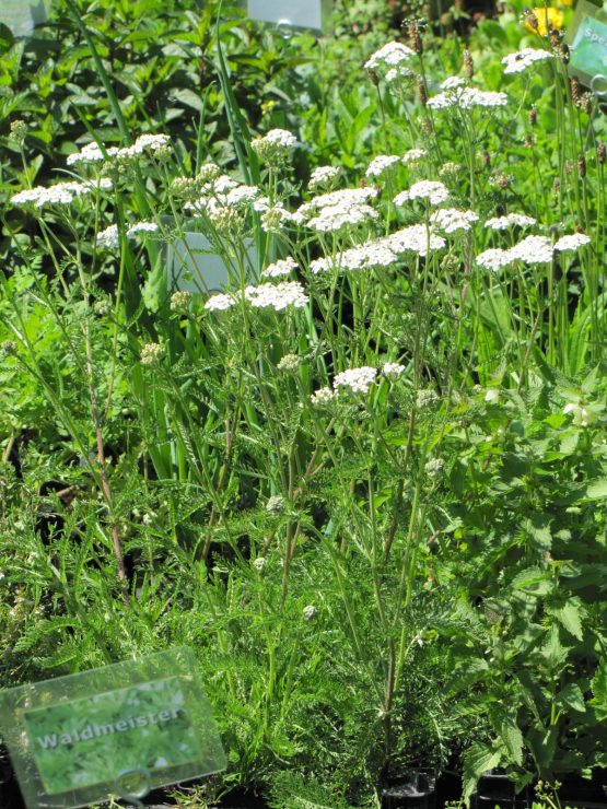 Schafgarbe wild Bio Pflanze – Bild 5