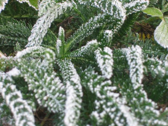 Schafgarbe wild Bio Pflanze – Bild 4