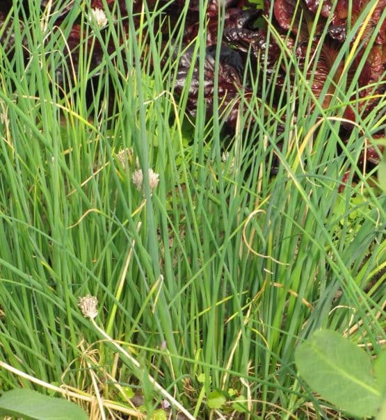 Schnittlauch weiße Blueten Bio   Pflanze – Bild 2
