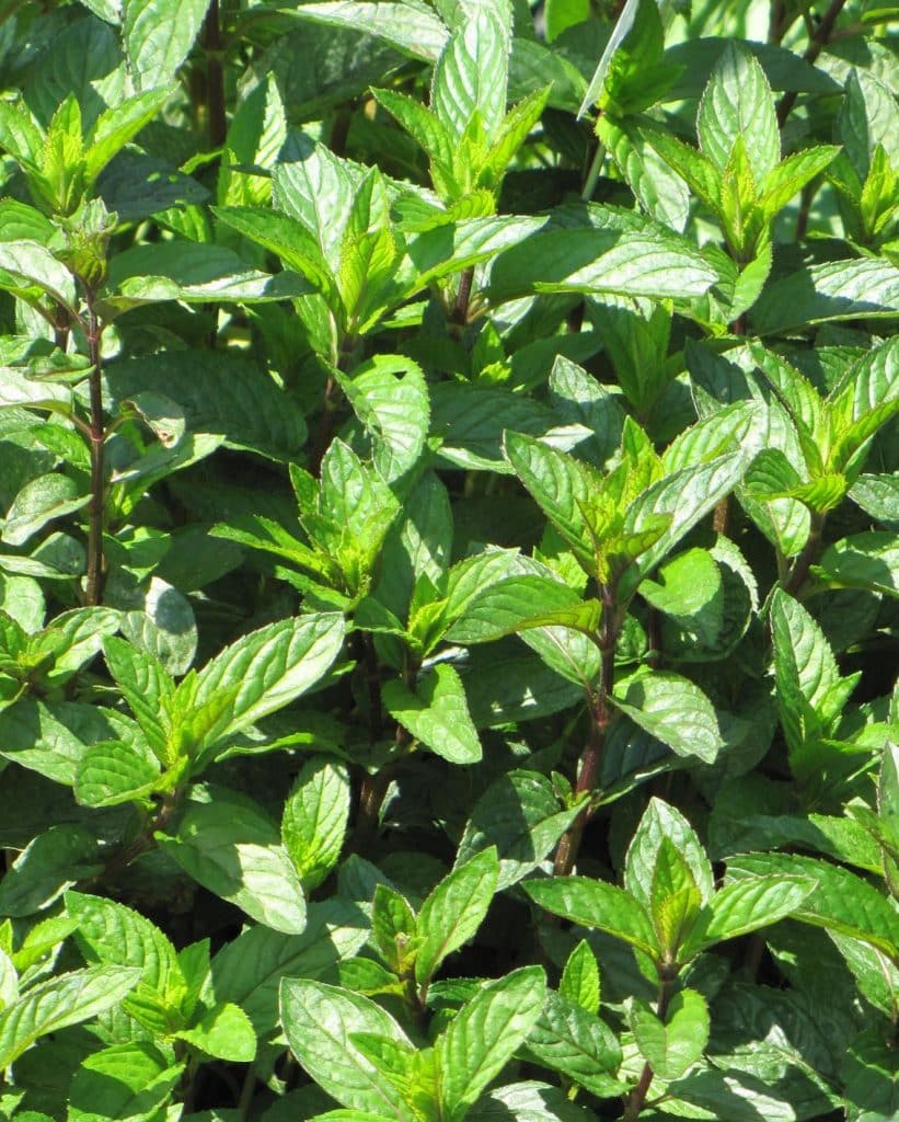 Bio Schokominze Mentha piperita kaufen Naturkräutergarten