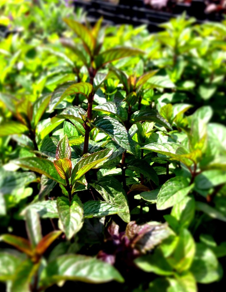 Bio Schokominze Mentha piperita kaufen Naturkräutergarten