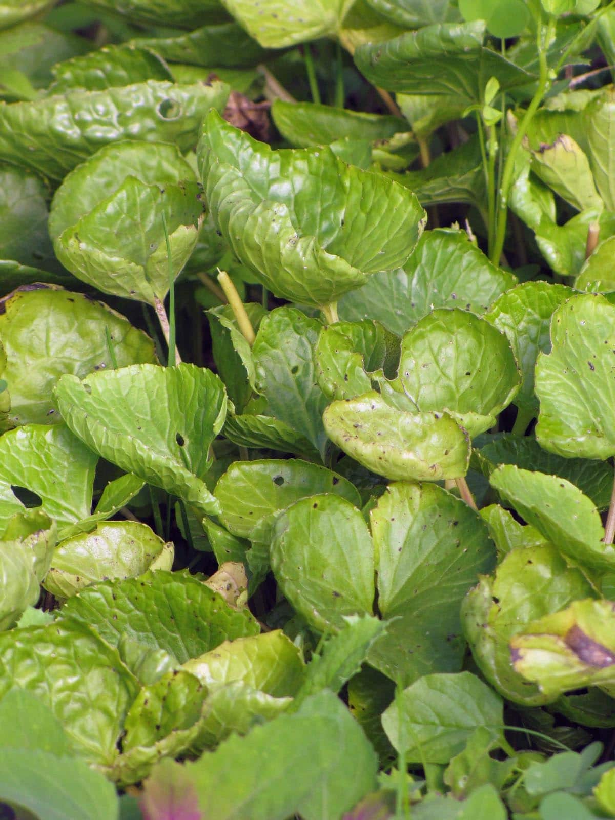 Bio Wasabi - Wasabia japonica / Brassicaceae ...