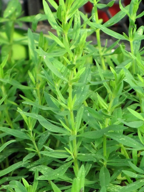 Bio Ysop Hyssopus officinalis / Lamiaceae kaufen Naturkräutergarten