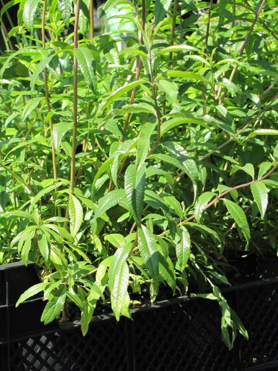 Verveine Zitronenverbene Bio Pflanze winterlich kahl – Bild 7