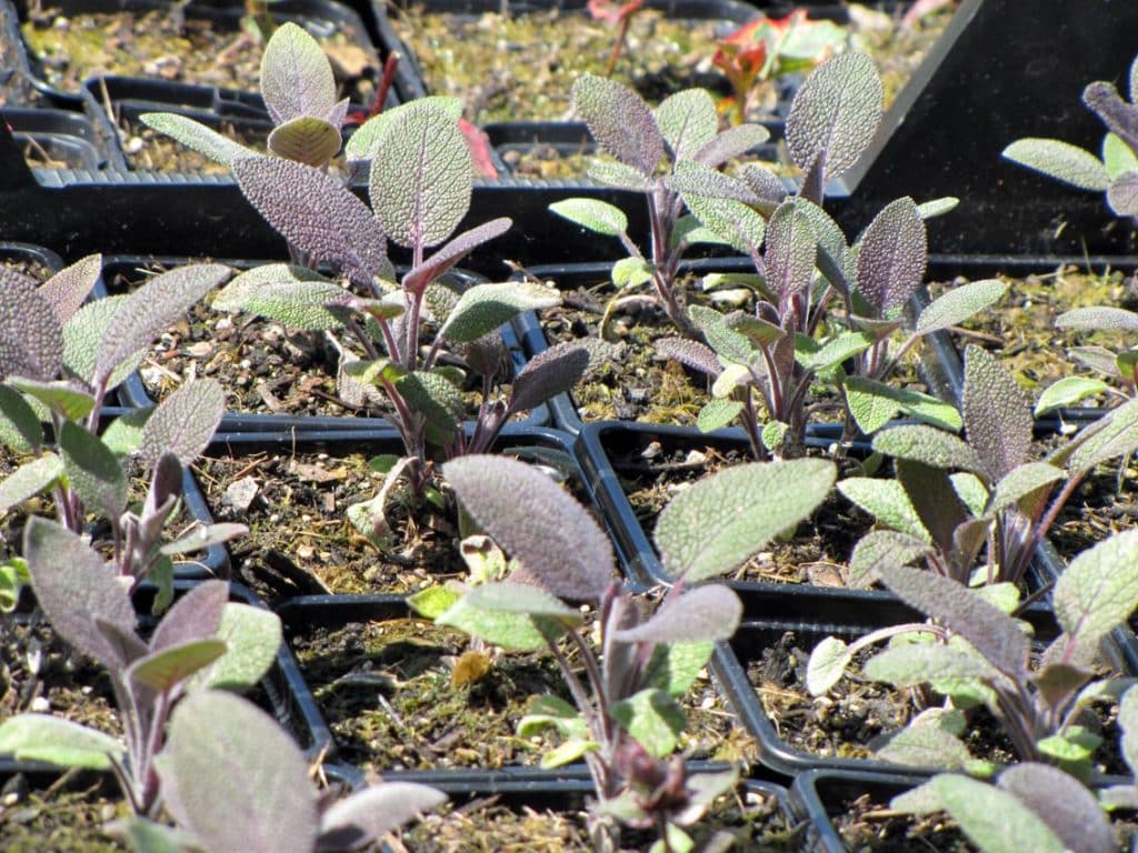 Bio Salbei purpur Salvia officinalis / Lamiaceae kaufen