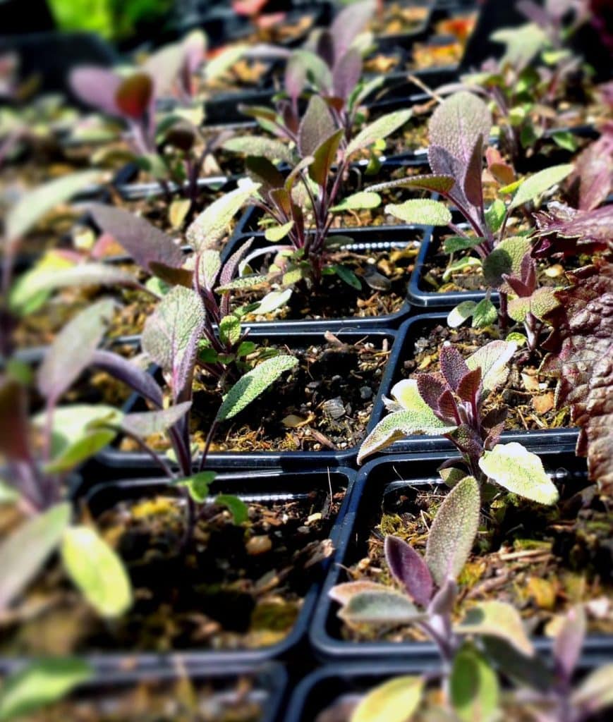 Bio Salbei purpur Salvia officinalis / Lamiaceae kaufen