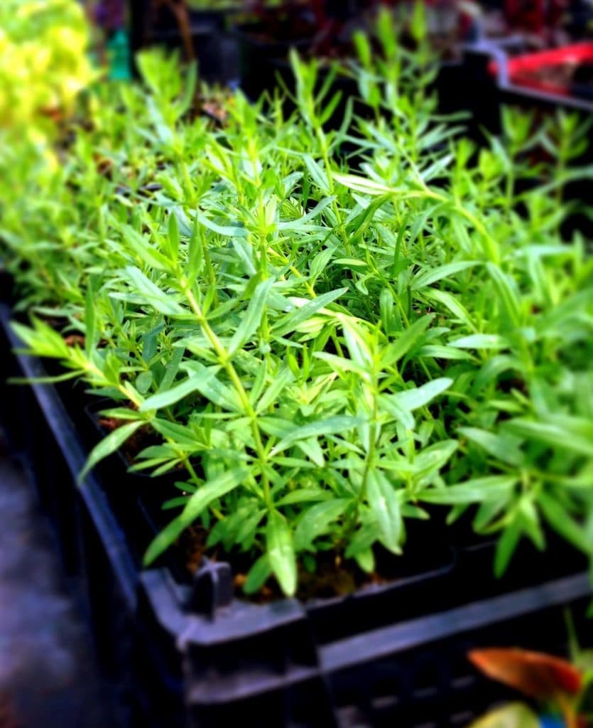 Bio Ysop weiß Hyssopus officinalis online kaufen kaufen