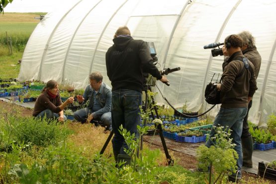 Kräutergebinde für große Gärten Bio – Bild 8