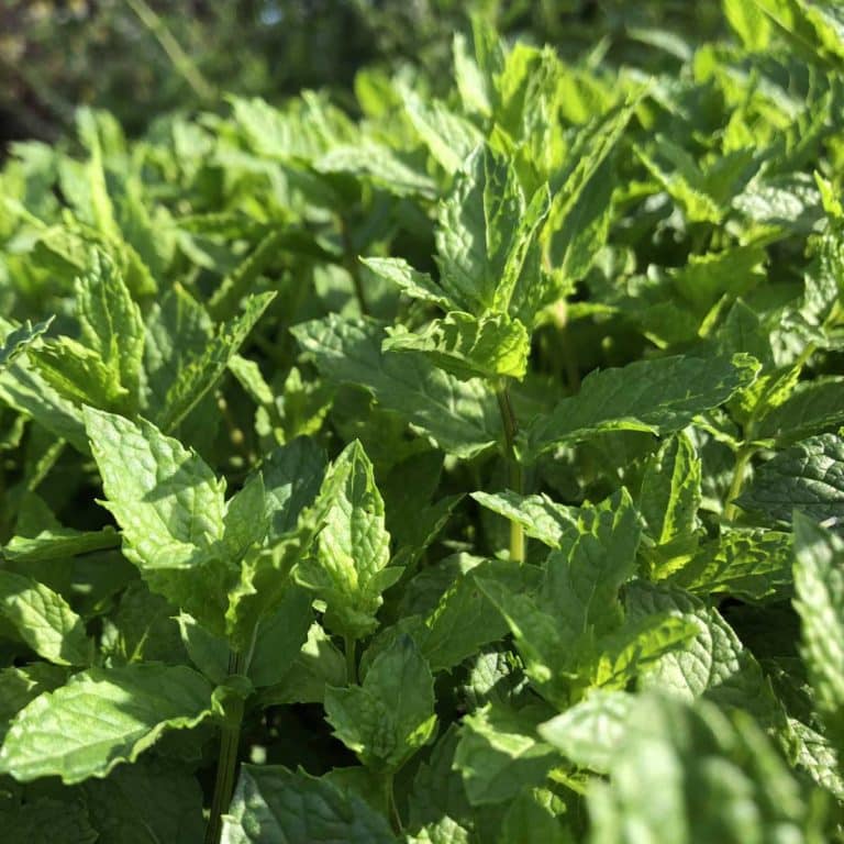 Bio Marokkanische Minze, NanaMinze im Topf kaufen kaufen