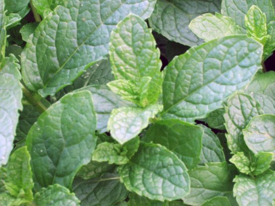 Minze Spearmint Pflanze Bio Reste überständig