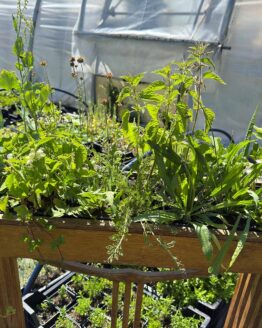 Kurs Nr. 2  "Heldenreise Wildkräuter" [Digital]