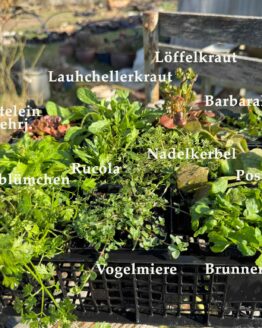 Kurs Nr. 1  "Heldenreise Winterkräuter" [Digital]