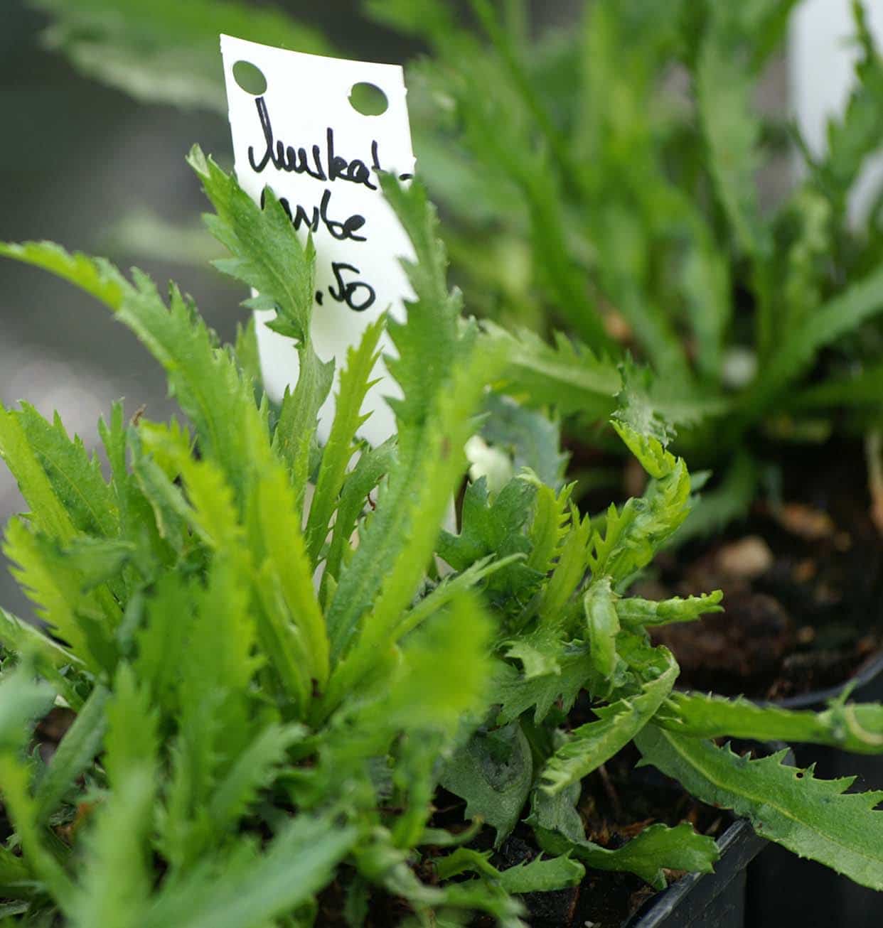 Bio Muskatgarbe - Achillea decolorans / Asteraceae kaufen |  Naturkräutergarten