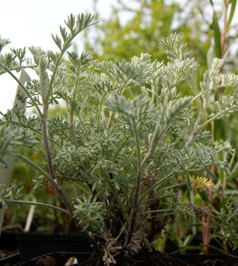 Bio Pontischer Beifuß Artemisia pontica / Asteraceae kaufen