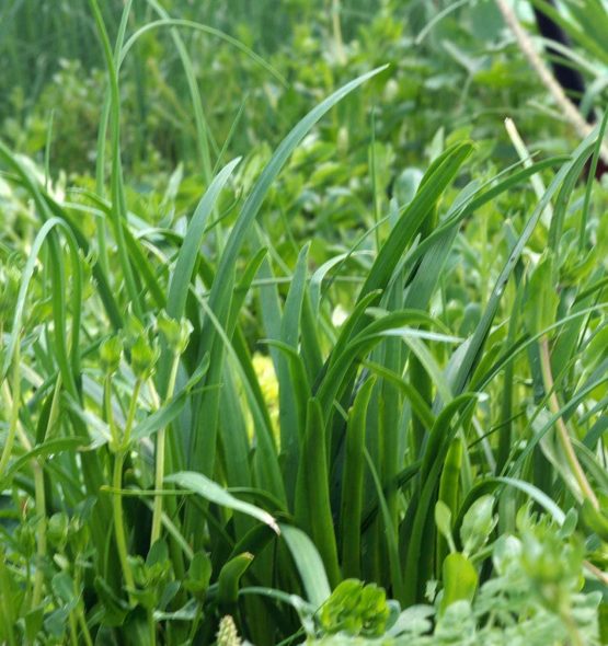 Samen Schnittknoblauch – Bild 5