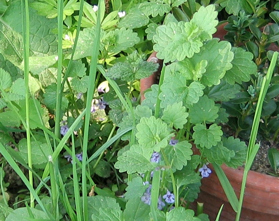 Gundermann oder Gundelrebe - Glechoma hederaceam / Lamiaceae kaufen ...