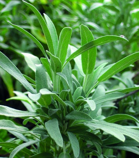 Lavendelsalbei Bio Pflanze überwinterte Pflanzen