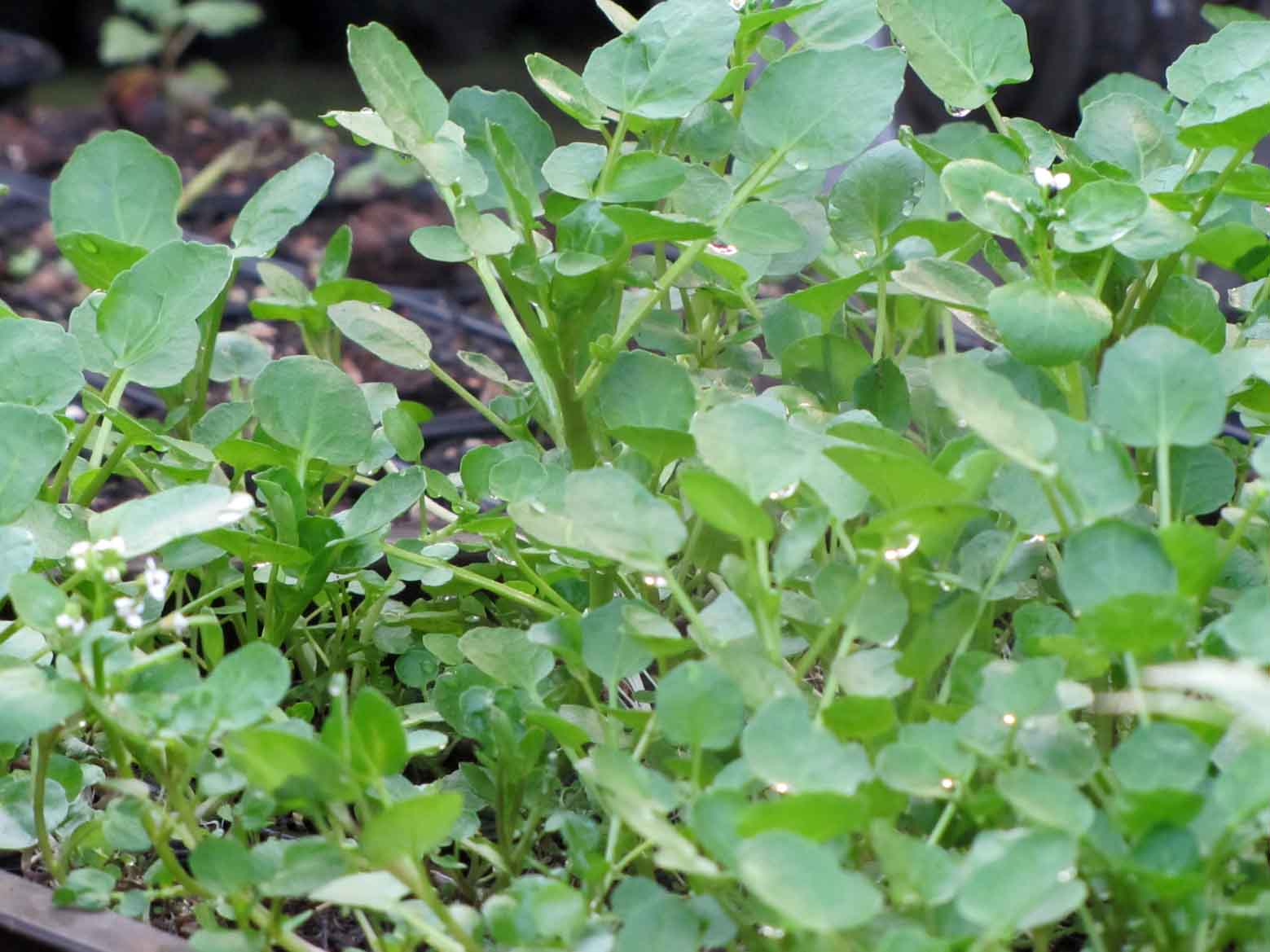 Bio Brunnenkresse - Nasturtium officinale / Brassicaceae