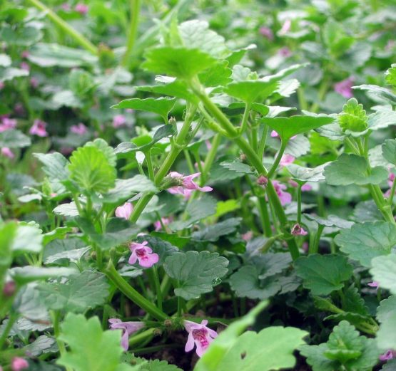 Gundermann - Gundelrebe rosa Blüten Bio Pflanze