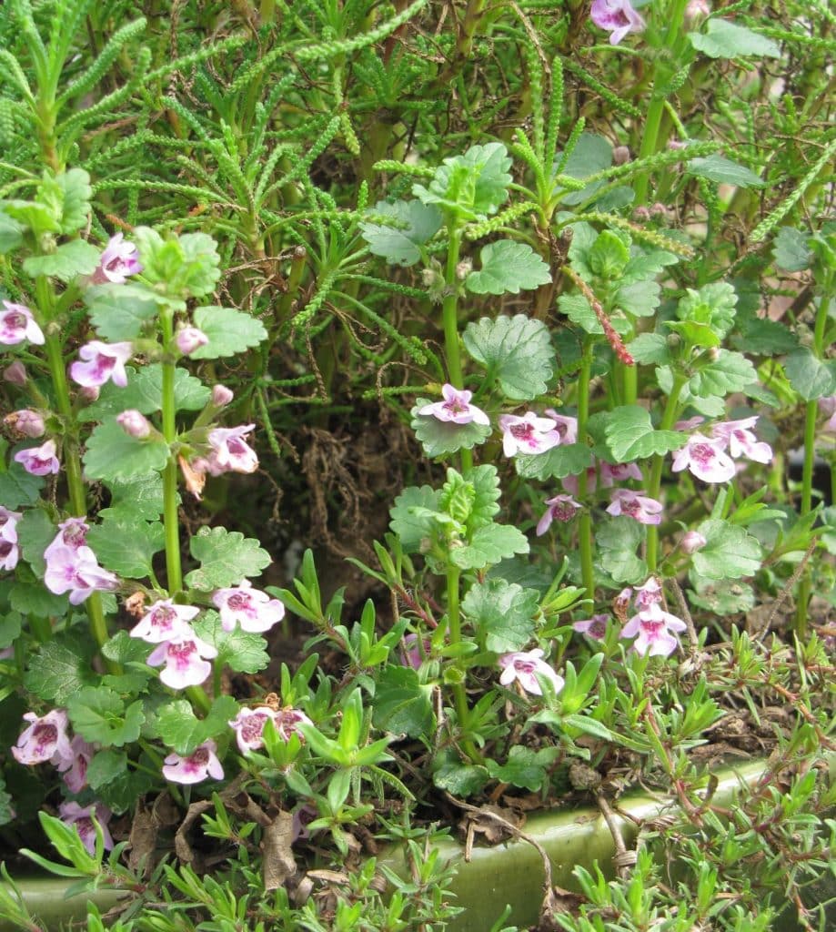 Bio Gundermann Gundelrebe Glechoma hederacea kaufen Naturkräutergarten