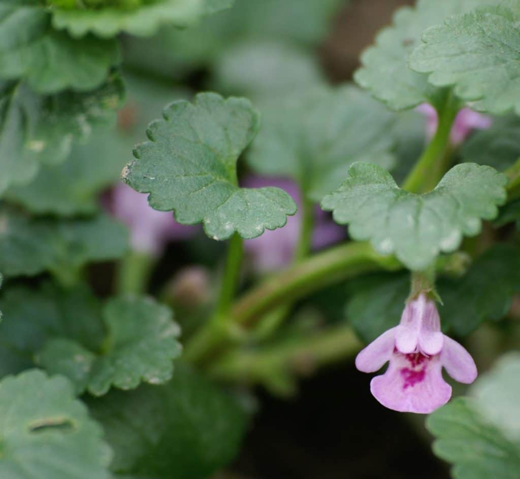 Bio Gundermann Gundelrebe Glechoma hederacea kaufen Naturkräutergarten